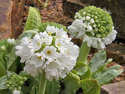 Primula denticulata Alba / Kugelprimel