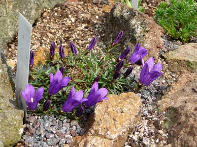 Edraianthus serpyllifolia / Büschelglocke