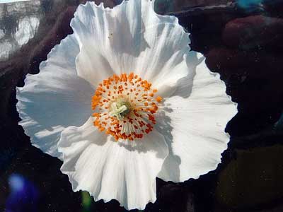 Meconopsis betonicifolia „Alba“ / Tibet Scheinmohn